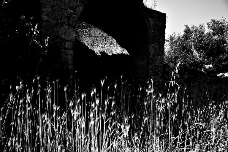 Grain field black and white picture