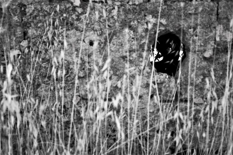 Grain field with window black and white picture