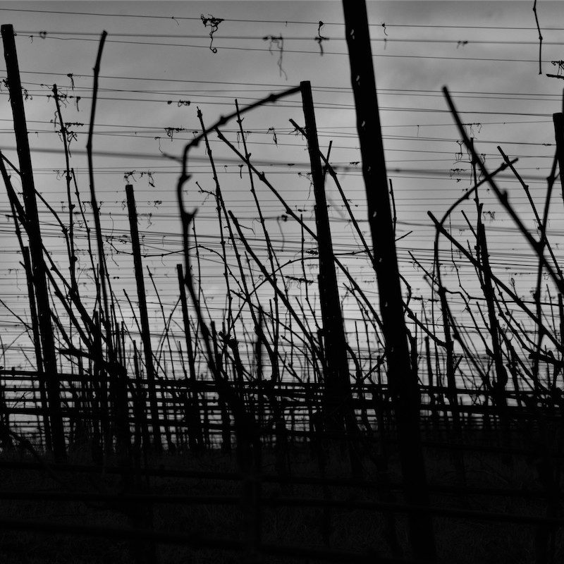 Black and white photo of a vineyard 
