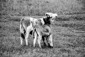 Animals Photography featuring a tender moment